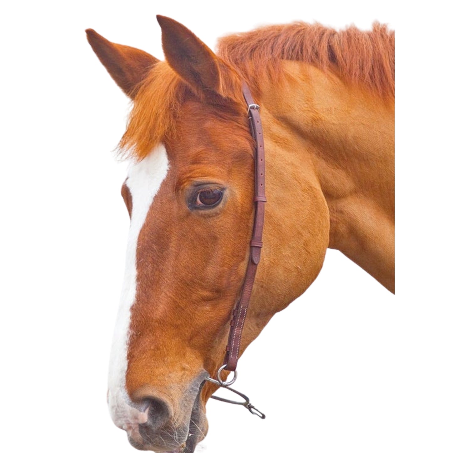 Shires Velociti Gara Chifney Bit Strap