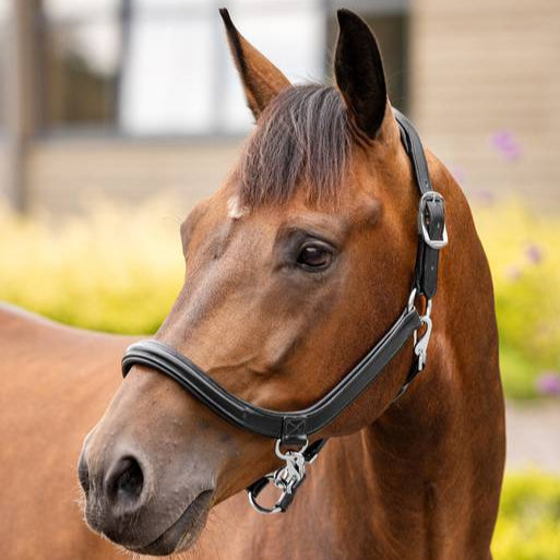 Lemieux Leather Grooming Headcollar