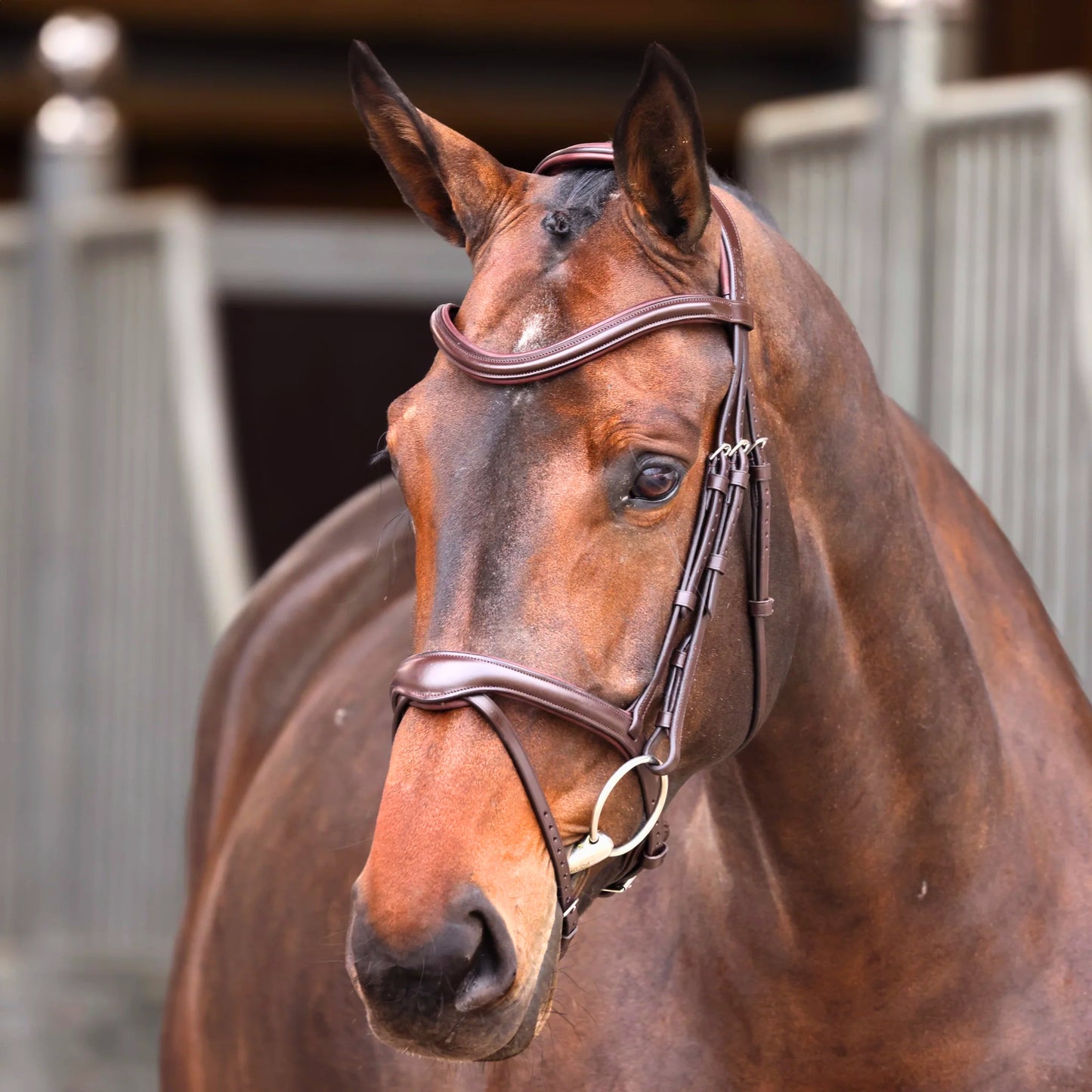 Shires Velociti Lusso Elite Flash Bridle