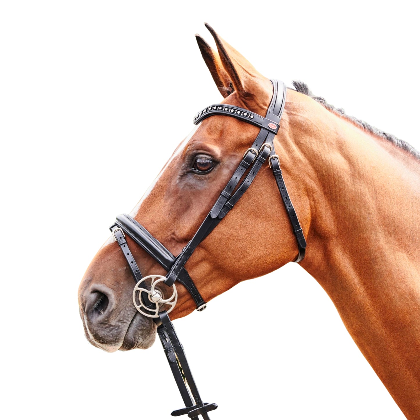 John Whitaker Lynton Flash Bridle