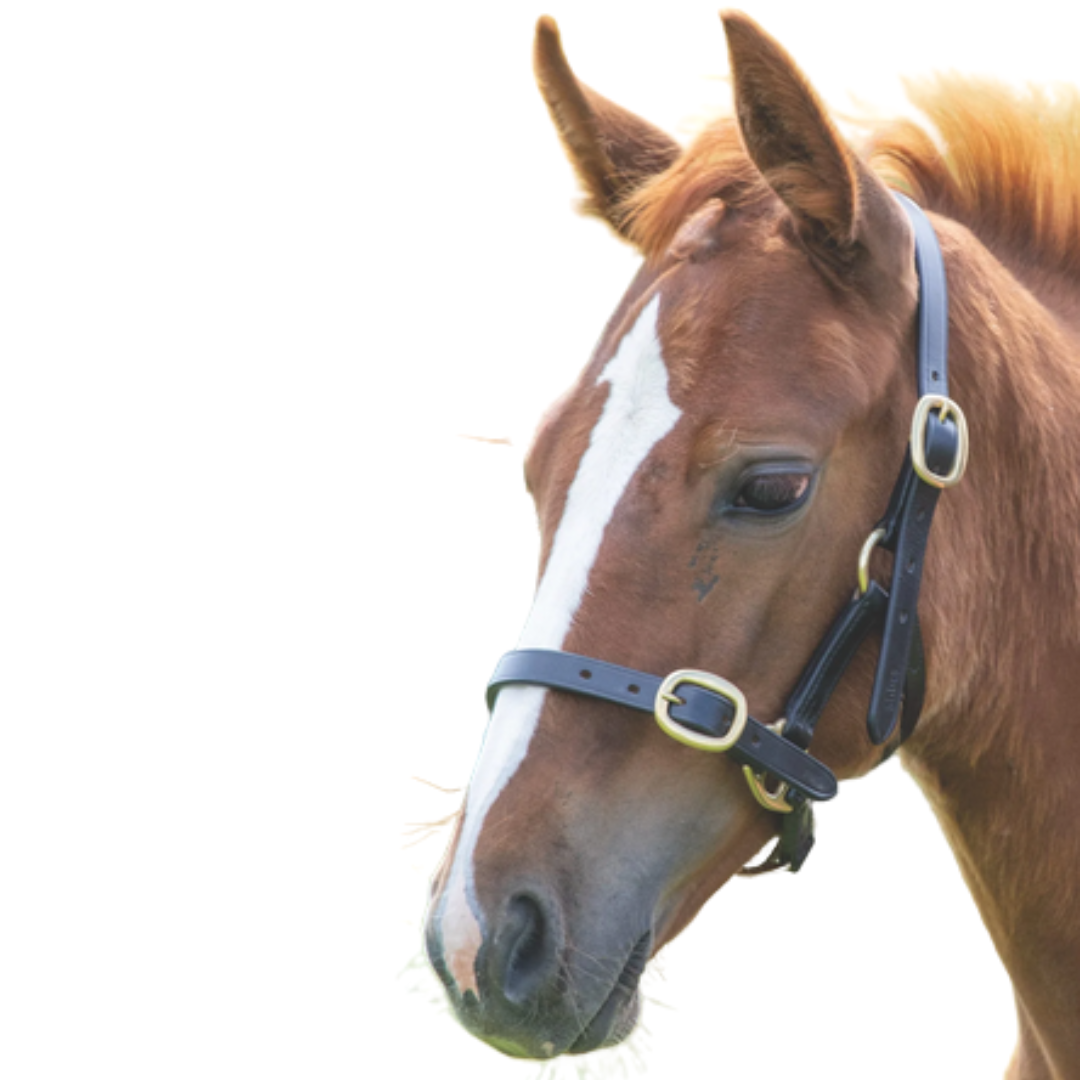Shires Gara Adjustable Leather Headcollar