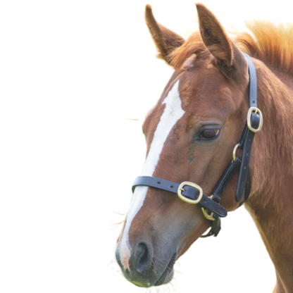 Shires Gara Adjustable Leather Headcollar