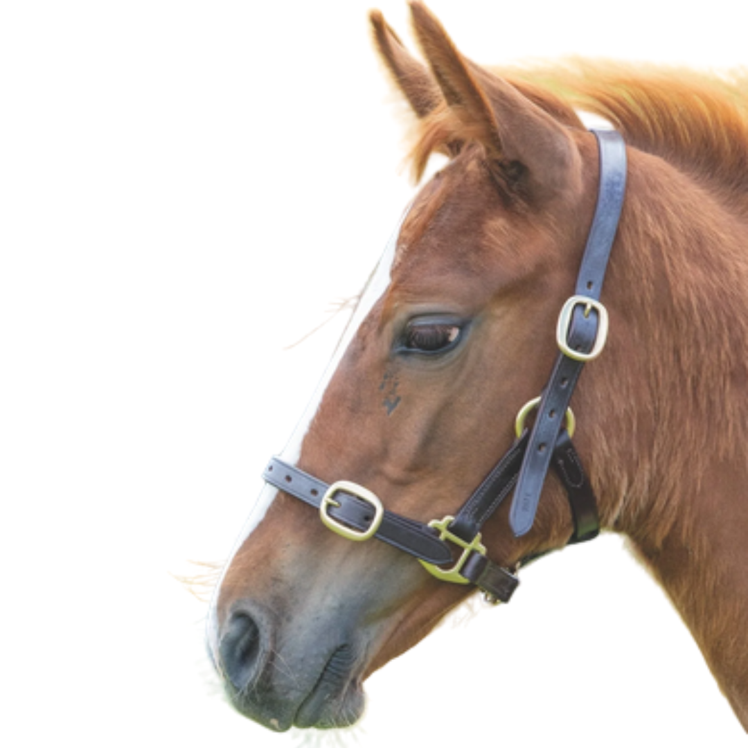 Shires Gara Adjustable Leather Headcollar