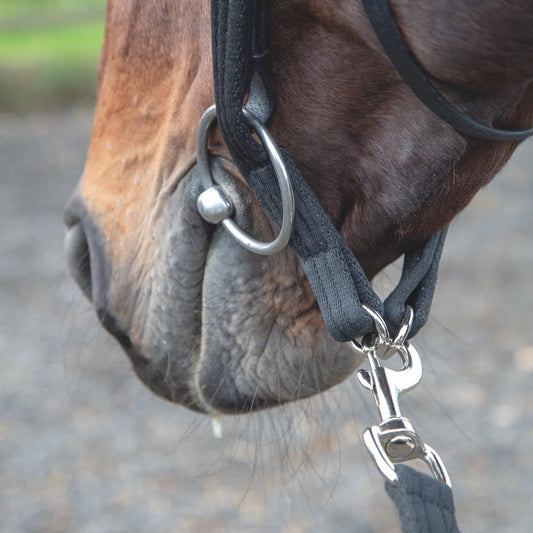 Shires Arma Lunging Adapter