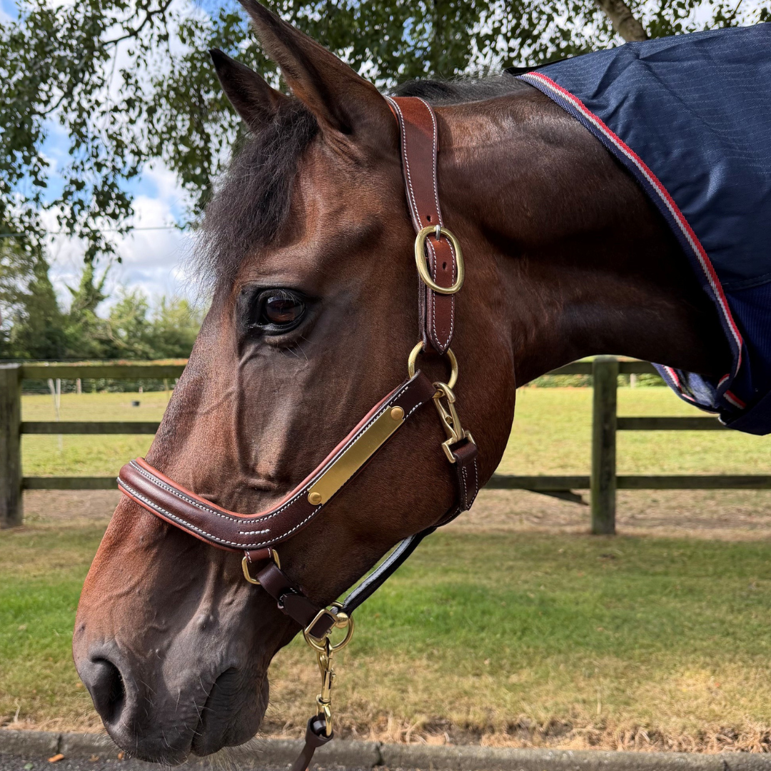 St Moritz Contour Headcollar