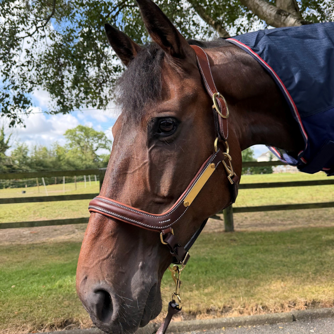 St Moritz Contour Headcollar