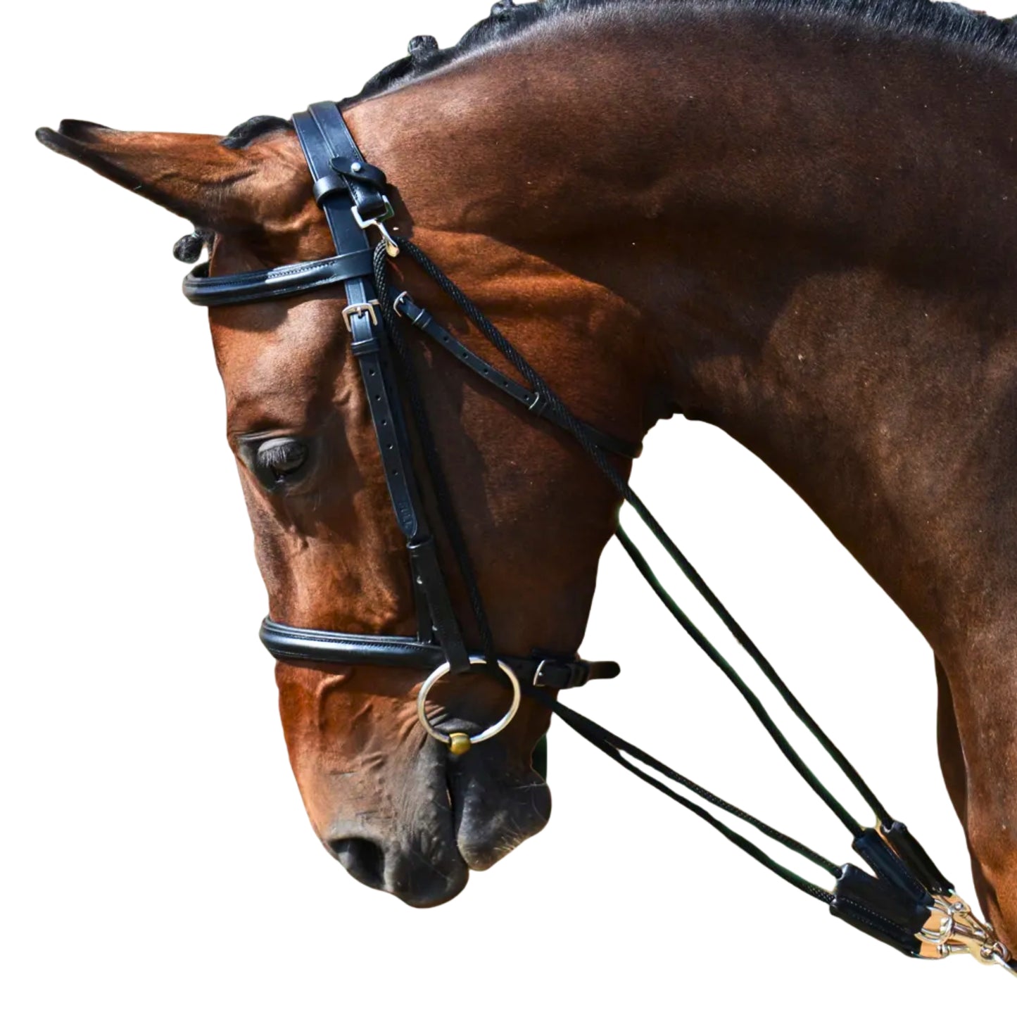 Hy Equestrian De Gouge