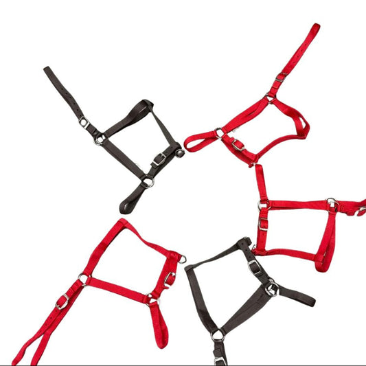 HS#0050 X-Full Essential Headcollar Pack of 5