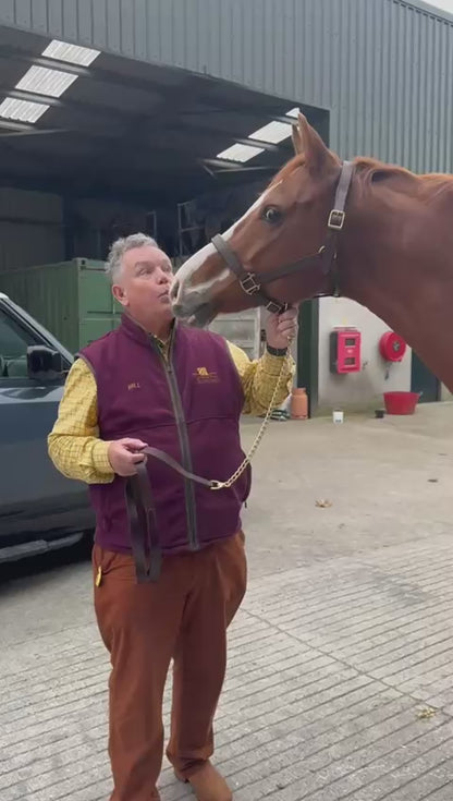 Holmestead Saddlery Leather lead & Chain