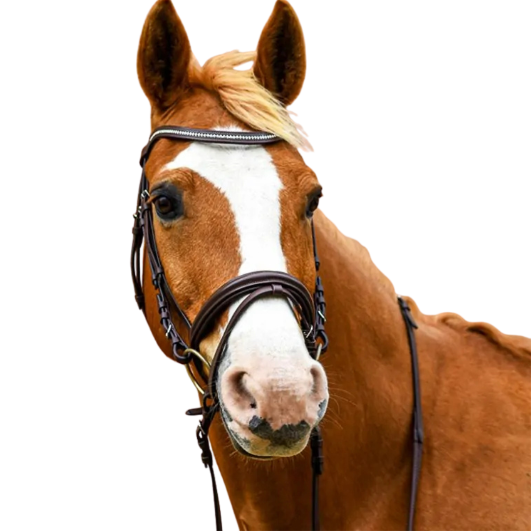Stationata Glossy Bridle