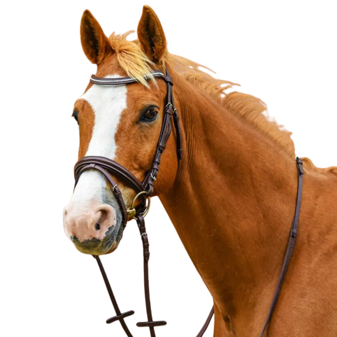 Stationata Glossy Bridle