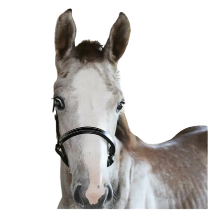 Stationata Foal Headcollar