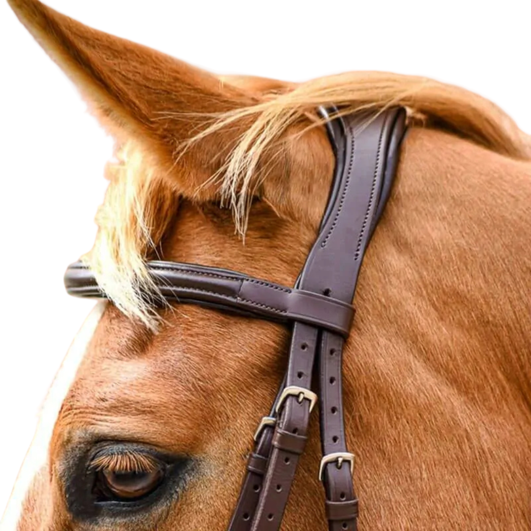 Stationata Pull Back Bridle