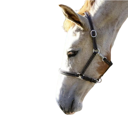 Stationata Foal Headcollar