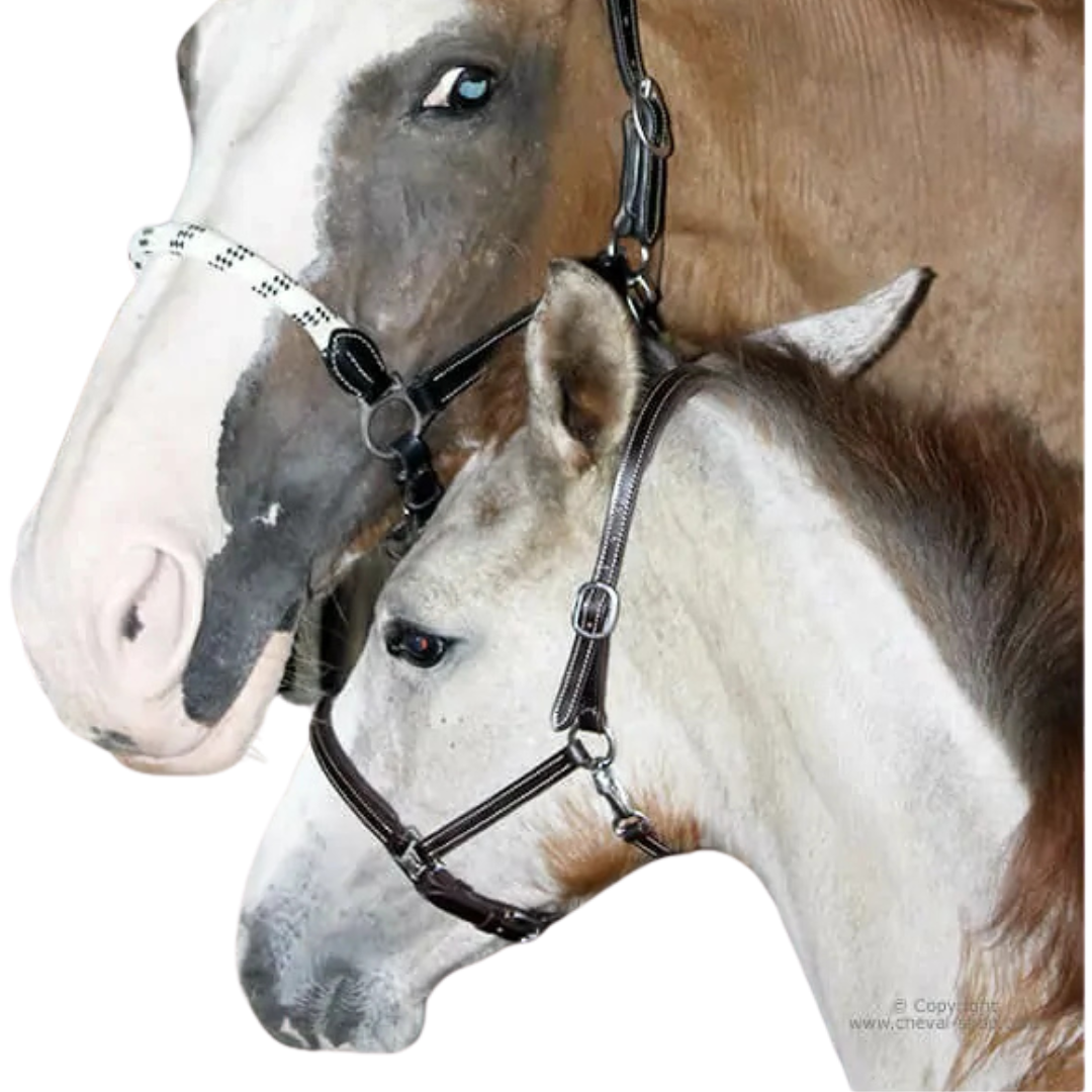 Stationata Foal Headcollar