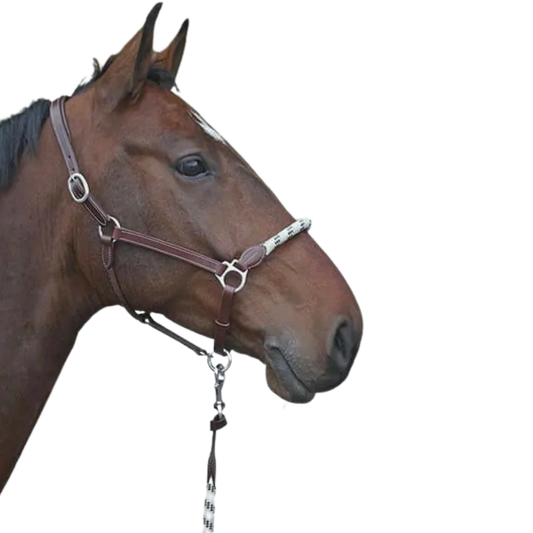 Stationata cord leather headcollar