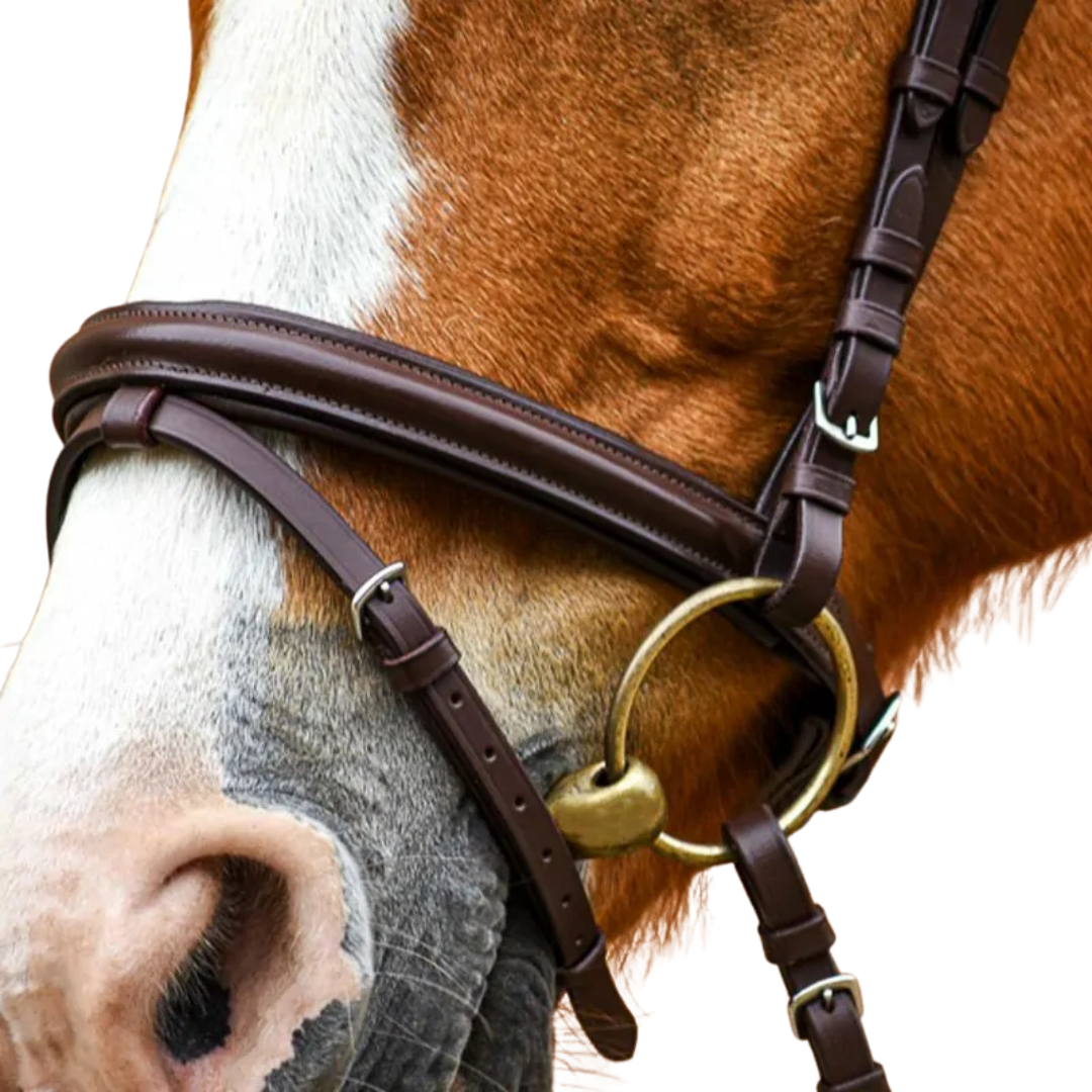 Stationata Glossy Bridle