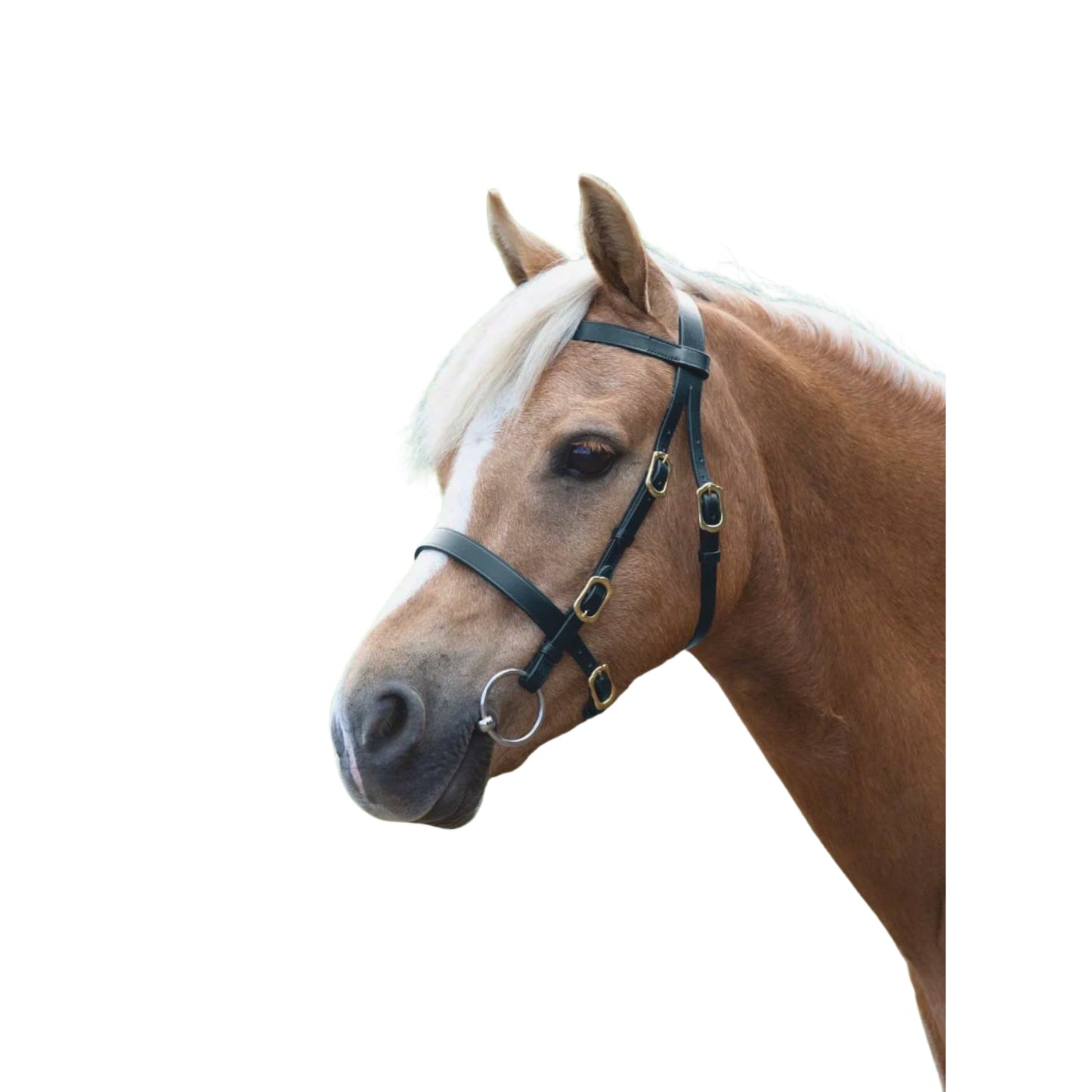 Shires Velociti GARA Plain Inhand Bridle