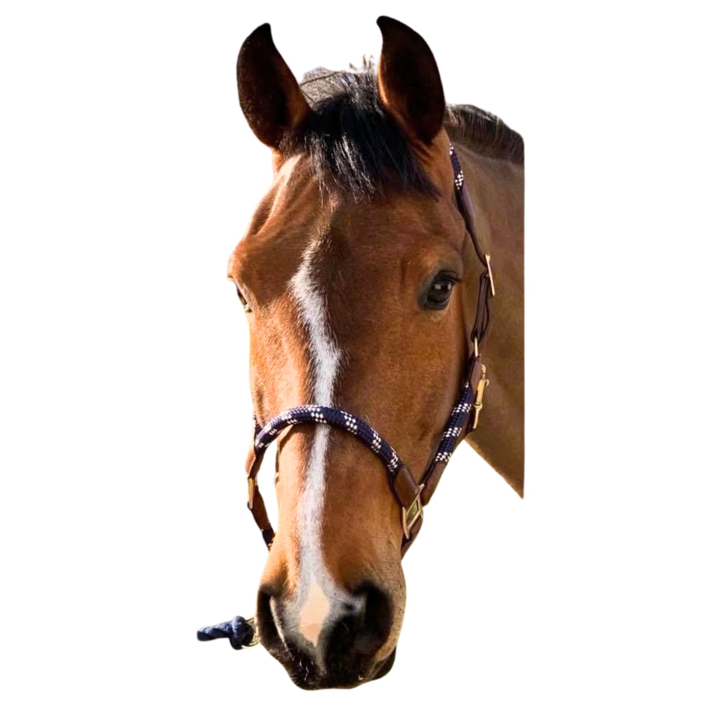 Holmestead Orlena Headcollar