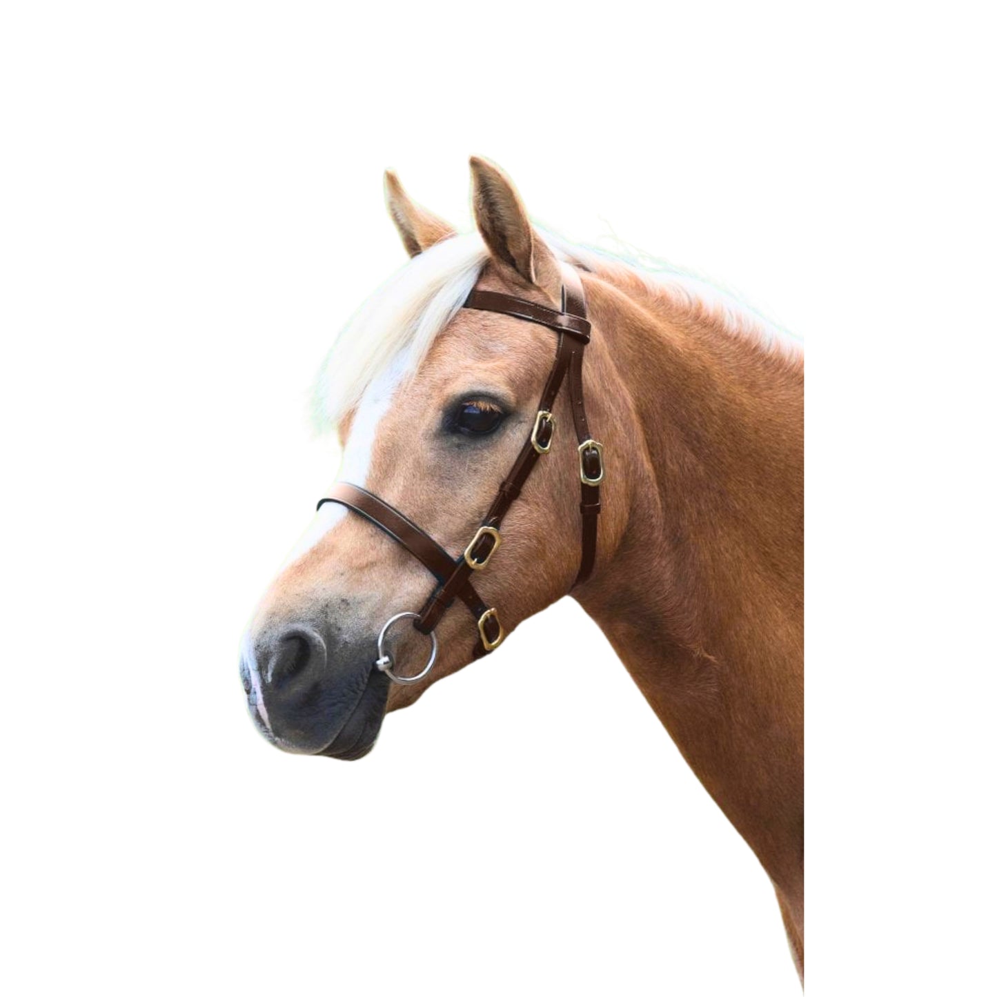 Shires Velociti GARA Plain Inhand Bridle