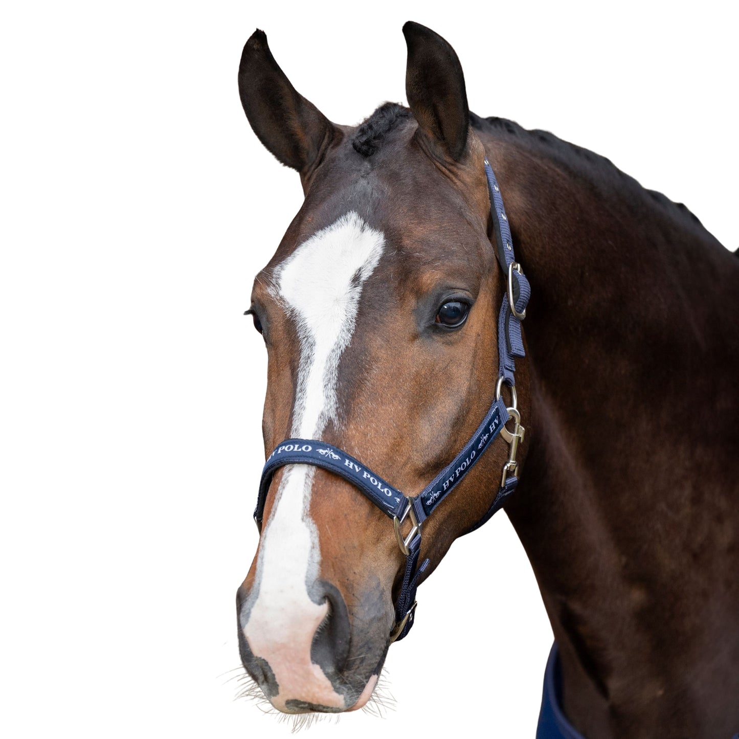 H.V. Polo Headcollar HVP Nena